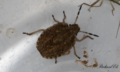 Hrig brfis - Sloe Bug (Dolycoris baccarum) 