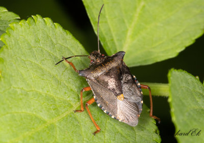 Rdbent brfis - Forest Bug (Pentatoma rufipes)