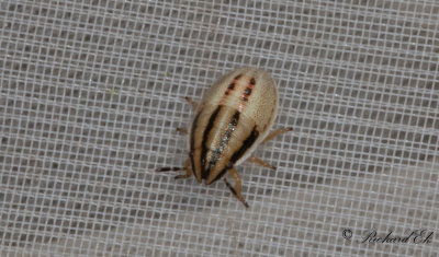 Mrkstreckad spetsnsa (Aelia klugii)