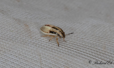 Mrkstreckad spetsnsa (Aelia klugii)