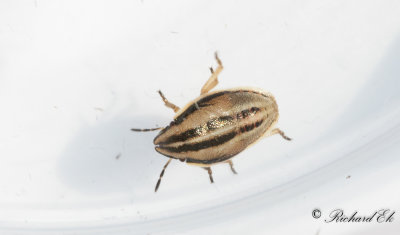 Mrkstreckad spetsnsa (Aelia klugii)