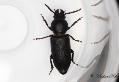 Bitbock (Spondylis buprestoides)