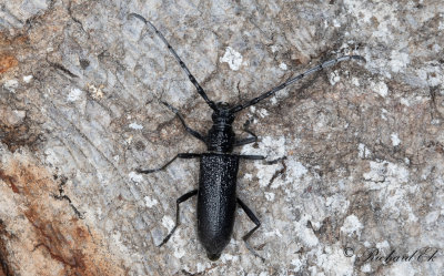 Mindre ekbock - Capricorn beetle (Cerambyx scopolii)