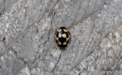 Schackbrdspiga - Fourteen spot ladybird (Propylea quatuordecimpunctata)