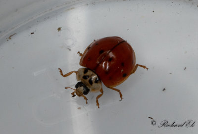 Tioprickig nyckelpiga - Ten spot ladybird (Adalia decempunctata)