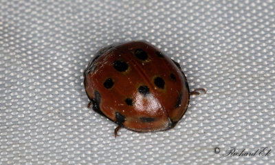 gonflckig nyckelpiga - Eyed Ladybird (Anatis ocellata)