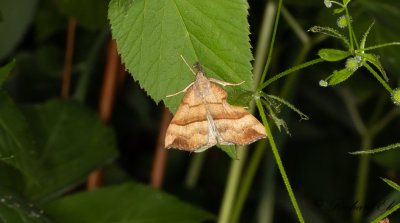 Brunstreckat nbbfly - The Snout (Hypena proboscidalis) 