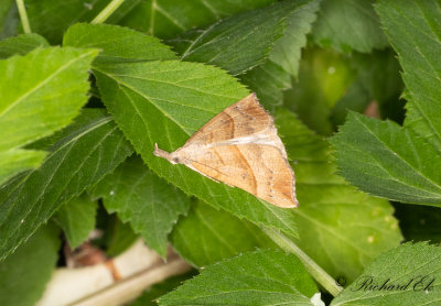 Brunstreckat nbbfly - The Snout (Hypena proboscidalis) 