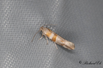 Strre tallbarrsmal (Cedestis gysseleniella)