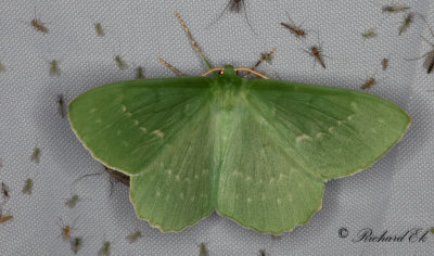 Dagfjrilsmtare - Large Emerald (Geometra papilionaria) 
