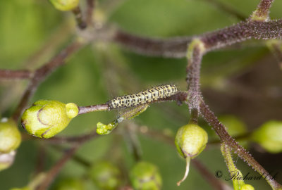Flenrtskapuschongfly - Cucullia scrophulariae