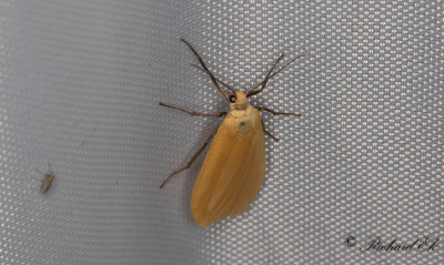 Guldgul lavspinnare - Orange Footman (Eilema sororcula) 