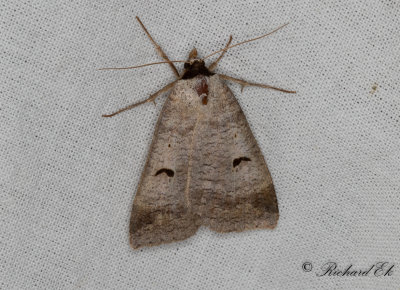 Helflckat vickerfly - The Blackneck (Lygephila pastinum) 