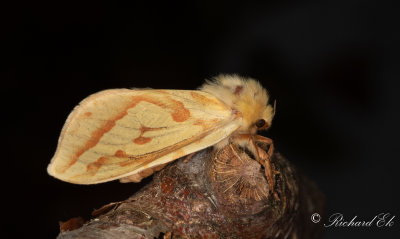 Humlerotfjril - Ghost Moth (Hepialus humuli)