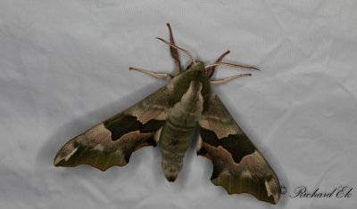 Lindsvrmare - Lime Hawk-moth (Mimas tiliae) 