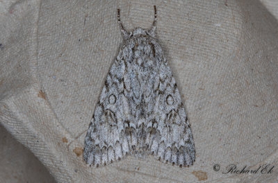 Lnnaftonfly - The Sycamore (Acronicta aceris) 