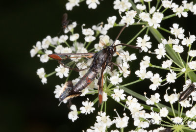 Myrlik glasvinge - Red-tipped Clearwing (Synanthedon formicaeformis)