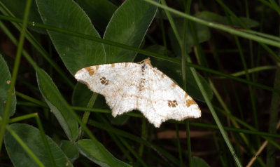 Pilbgmtare - Peacock moth (Macaria notata) 