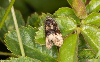 Rosenbrokvecklare (Hedya ochroleucana)