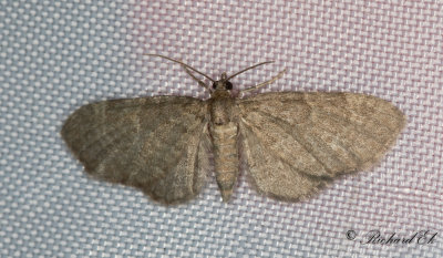 Skuggmalmätare (Eupithecia immundata)