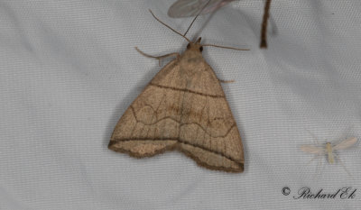 Spetsstreckat tofsfly - Small Fan-foot (Herminia grisealis)