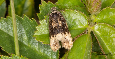 Rosenbrokvecklare (Hedya ochroleucana)