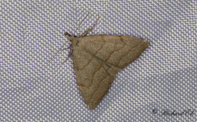 Vitkantat sprtfly - Common Fan-foot (Pechipogo strigilata)