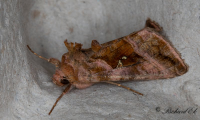 Violettrtt metallfly - Plain Golden Y (Autographa jota)