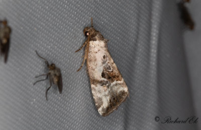 Mindre glansfly - Rosy Marbled (Elaphria venustula)