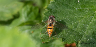 Flyttblomfluga - Marmalade hoverfly (Episyrphus balteatus)
