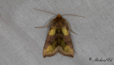 Grnglnsande metallfly - Burnished Brass (Diachrysia chrysitis)