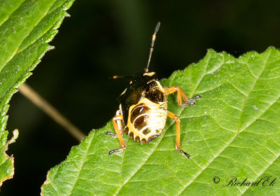 Trdrovbrfis (Troilus luridus)