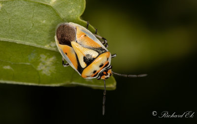 Klsugare (Eurydema ornata)