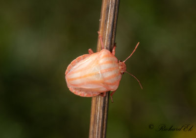 Strimlus - Striped Shield Bug (Graphosoma lineatum)
