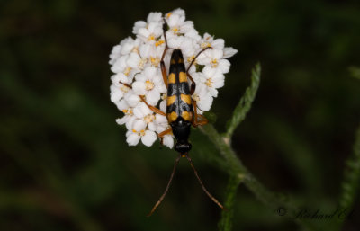 Smalvingad blombock (Strangalia attenuata)