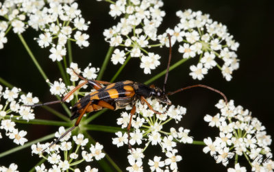 Smalvingad blombock (Strangalia attenuata)g