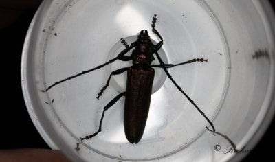 Myskbock - Musk Beetle (Aromia moschata)