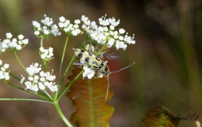 Lindflcksbock (Chlorophorus herbstii)