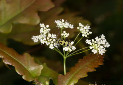 Lindflcksbock (Chlorophorus herbstii)