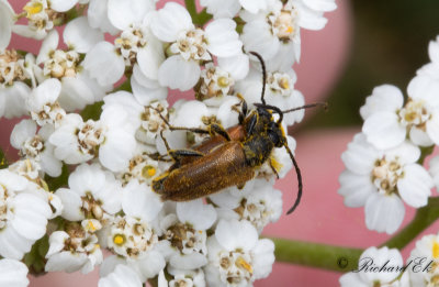 Sidenblombock (Pseudovadonia livida)