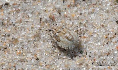 Sanddynbrfis (Phimodera humeralis) 