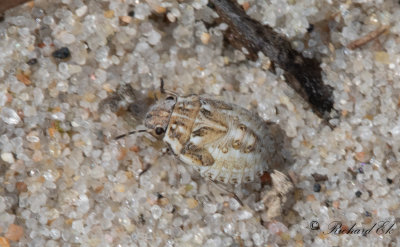 Sanddynbrfis (Phimodera humeralis) 