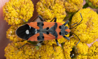 Riddarskinnbagge - Black-and-Red-bug (Lygaeus equestris)