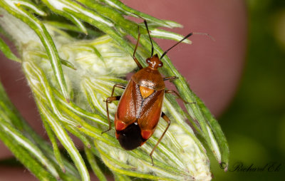 Deraeocoris ruber