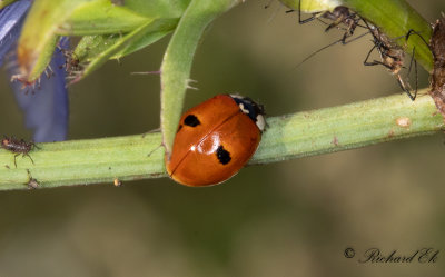 Tvprickig nyckelpiga (Adalia bipunctata)