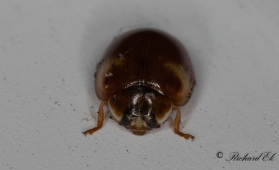 Tioprickig nyckelpiga - Ten spot ladybird (Adalia decempunctata)