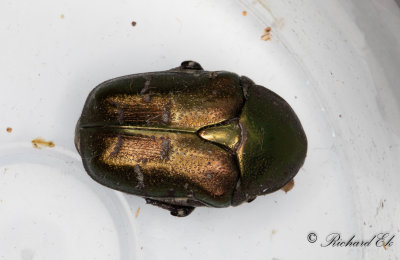 Olivgrn guldbagge (Protaetia metallica)
