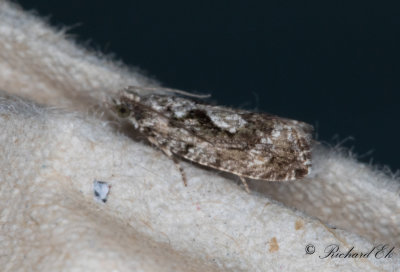 Ekklockvecklare (Zeiraphera isertana)
