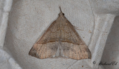 Brunstreckat nbbfly - The Snout (Hypena proboscidalis)