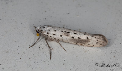 Molnspinnmal (Yponomeuta irrorellus)
